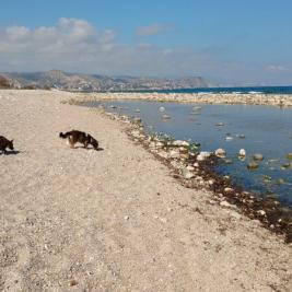 Playa para perros en la punta del riu Miami Playa Costa Dorada
