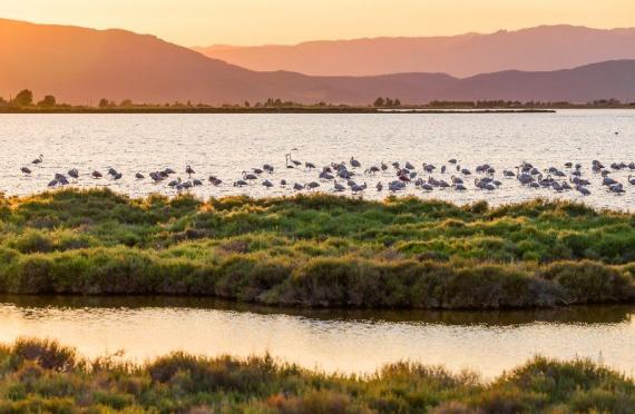 Delta de l'Ebre